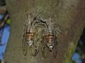 Cicada orni